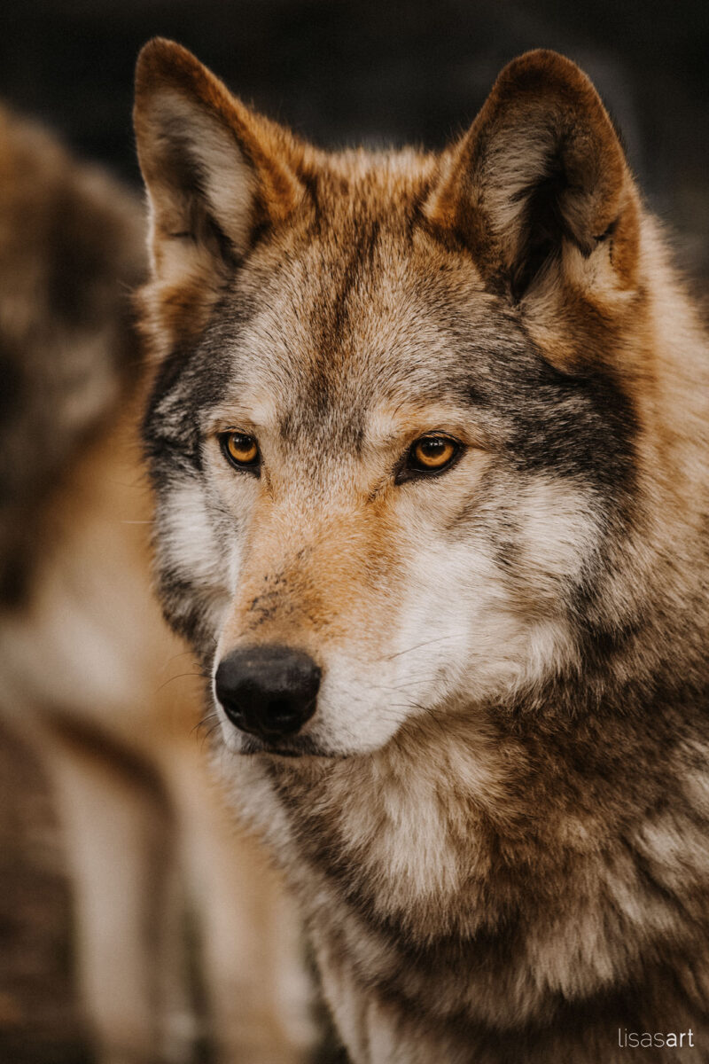 tierfotograf bonn wölfe