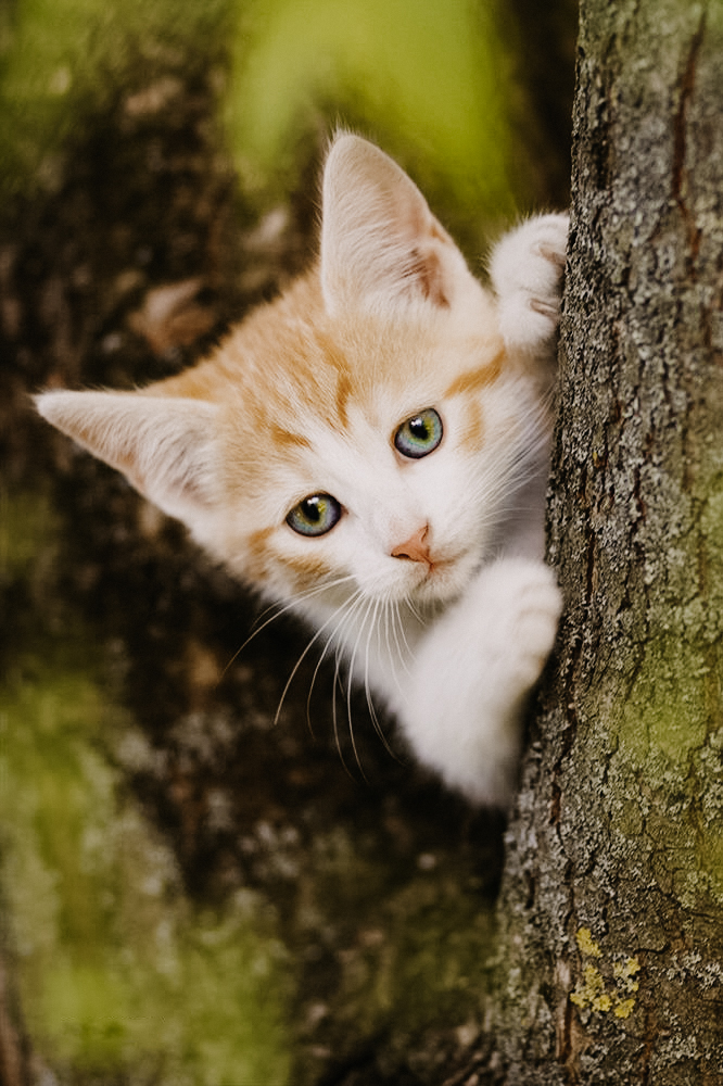 tierfotograf bonn katzenfotos Hauskatze babykatze baum