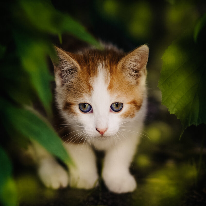 tierfotograf bonn katzenfotos Hauskatze babykatze blätter