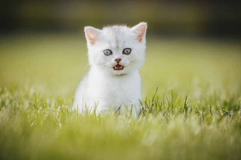 tierfotograf bonn katzenfotos british kurzhaar weiß baby